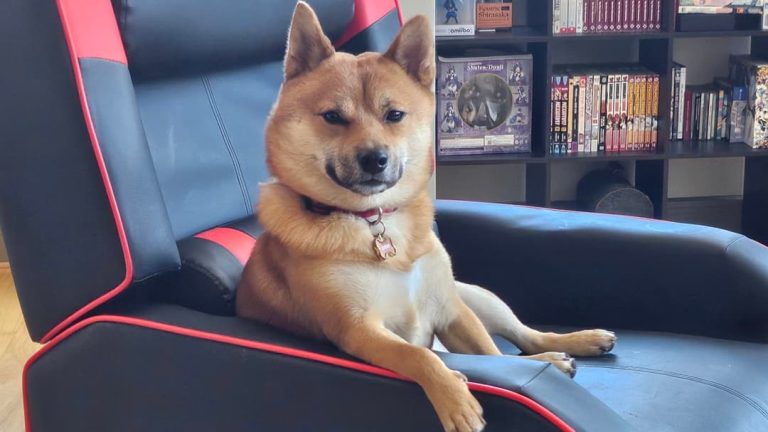 Tekken 8 Competitor Gains Viral Fame as Dog Coaches Him During Tournament